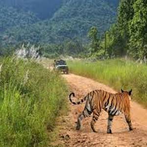 The Tiger Land Of Central India