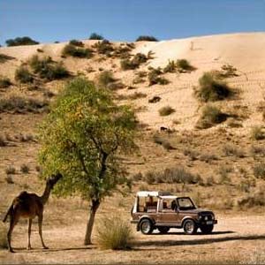 Deserts Camel Safaris